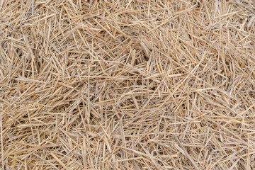 Closeup, detailed texture of straw, hay, background