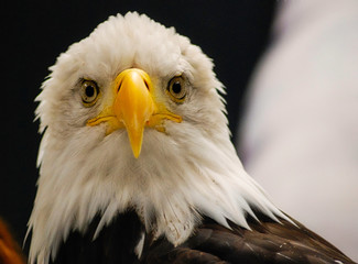 2014-09-18 BALD EAGLE FACING FRONT STARING
