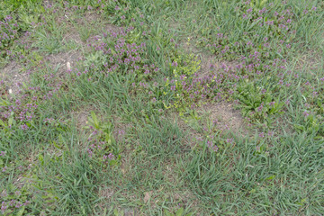 Natural background, top view of a green meadow with small purple flowers