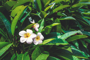 Obraz premium Tropical frangipani flowers.