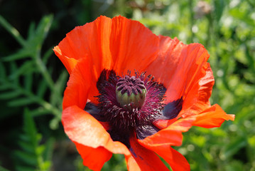 red poppy flower