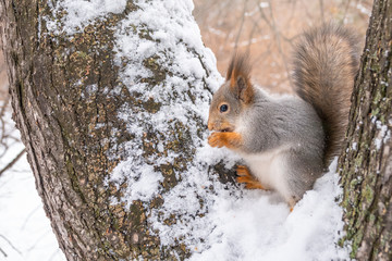 Naklejka na ściany i meble Squirrel in winter sits on a tree branch with snow.