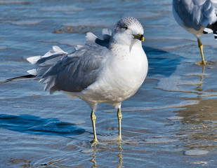  2018-05-08 RING BILL SEAGULL FLYING OVER THE ATLANTIC 7