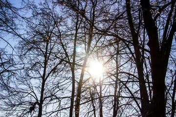 A light through the tree branches. Background. The tree branches. A God light. Faith. Peace.