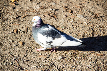 A dove is walking of the ground.