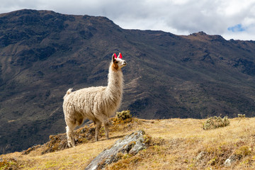Llamas on the trekking route from Lares in the Andes. - obrazy, fototapety, plakaty