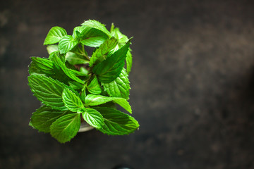 mint, fragrant green petals (food decoration) menu concept. food background. copy space. Top view
