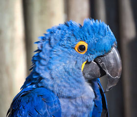 2019-03-01 BLUE MACAW LOOKING RIGHT