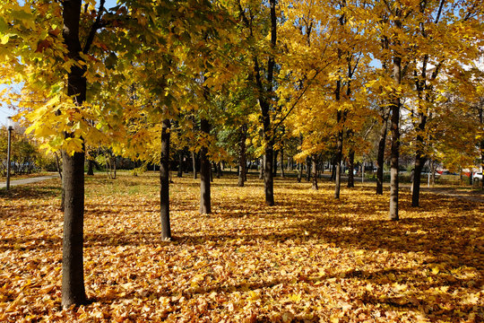 Colorful autumn scene in the park