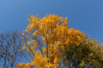Colorful autumn scene in the park