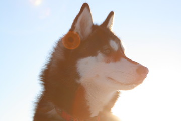 Female dog of Siberian Husky breed giving a purposeful stare as pictured in winter with sunset in the background and artistic flare