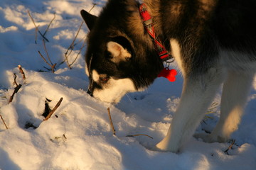 Female dog of Siberian Husky breed exhibiting hunting instincts trying to track a mouse under the snow cover at sunset