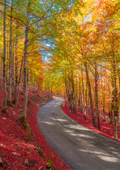 National Park of Abruzzo, Lazio and Molise (Italy) - The autumn with foliage in the italian mountain natural reserve, with little towns, wild animals like deer, Barrea Lake, Camosciara, Forca d'Acero