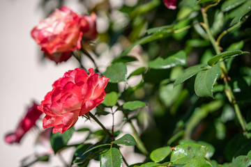 Fototapeta premium Close up of beautiful garden roses with green leaves