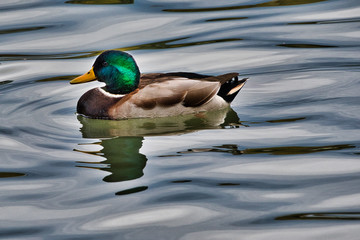 2019-04-10 MALLARD DUCK IN REFLECTION POOL