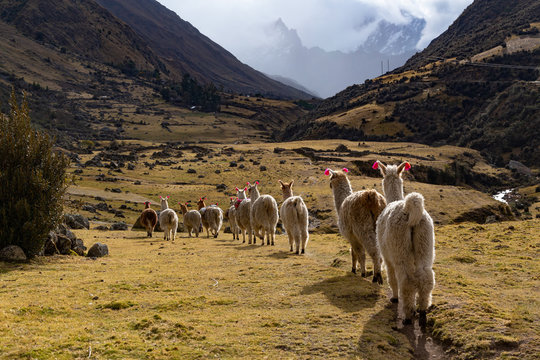 Trekking with llamas on the route from Lares in the Andes.