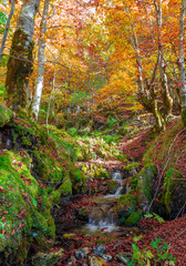 National Park of Abruzzo, Lazio and Molise (Italy) - The autumn with foliage in the italian mountain natural reserve, with little towns, wild animals like deer, Barrea Lake, Camosciara, Forca d'Acero