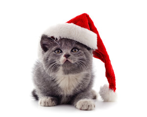 Cat in a Christmas hat.