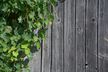 Weathered wooden plank wall with green leaves