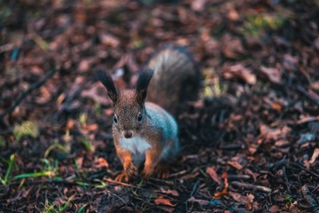 Squirrel, Autumn, acorn and dry leaves