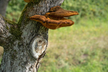 Close up of a tree with old bark and moss and special tree mushroom in green nature
