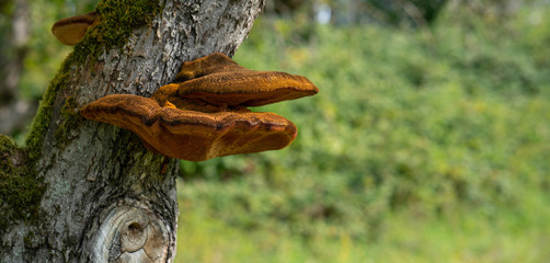 Close up of a tree with old bark and moss and special tree mushroom in green nature © stock mp