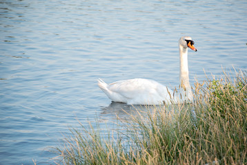 Wild bird. A white swan is floating in the water. Wild swan swimming on the lake.