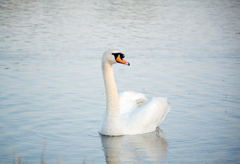 Wild bird. A white swan is floating in the water. Wild swan swimming on the lake.