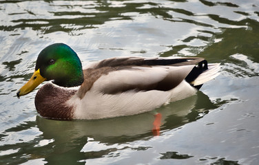 2019-10-06 MALE MALLARD DUCK IN BELLEVUES CITY HALL PARK