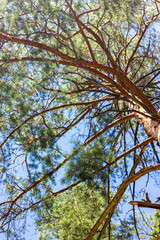 tall pine tree against a blue sky bottom view branches go into perspective