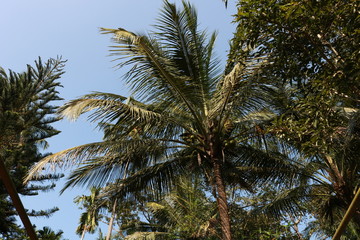 Obraz na płótnie Canvas palm trees and blue sky
