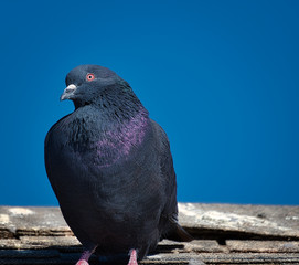 2019-10-08 PIEGON ON A ROOFTOP IN LA JOLLA CALIFORNIA