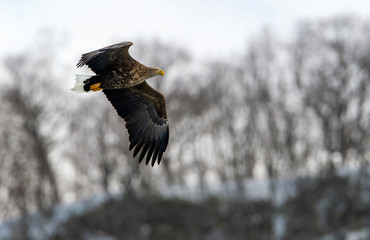 Adult White tailed eagle in flight. Winter mountains background. Scientific name: Haliaeetus albicilla, also known as the ern, erne, gray eagle, Eurasian sea eagle and white-tailed sea-eagle.