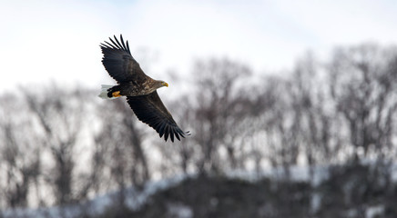 Adult White tailed eagle in flight. Winter mountains background. Scientific name: Haliaeetus albicilla, also known as the ern, erne, gray eagle, Eurasian sea eagle and white-tailed sea-eagle.