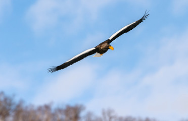 Adult Steller's sea eagle in flight. Scientific name: Haliaeetus pelagicus. Blue sky background.