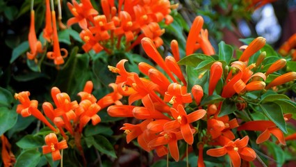 Orange flowers