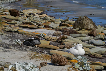 Pair of Kelp Geese (Chloephaga hybrida malvinarum) on the rocky coast of Sea Lion Island in the...