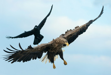 Raven and  White tailed eagle in flight.  Scientific name: Haliaeetus albicilla, also known as the ern, erne, gray eagle, Eurasian sea eagle and white-tailed sea-eagle.