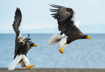 Adult Steller's sea eagle in flight. Scientific name: Haliaeetus pelagicus. Blue sky and ocean background.