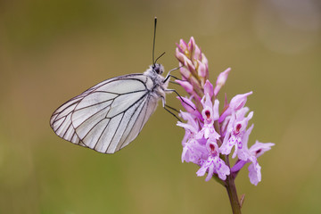 Close up of a black-veined white butterfly (Aporia crataegi) posed on a pink orchid (Dactylorhiza fuchsii). Blurred background.