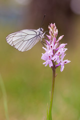 Close up of a black-veined white butterfly (Aporia crataegi) posed on a pink orchid (Dactylorhiza fuchsii). Blurred background.