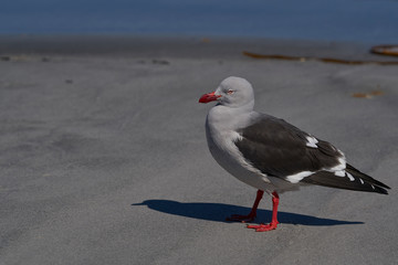 Dolphin Gull (Leucophaeus scoresbii) on a sandy beach on Sea Lion Island in the Falkland Islands.