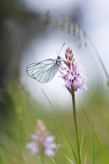 Close up of a black-veined white butterfly (Aporia crataegi) posed on a pink orchid (Dactylorhiza...