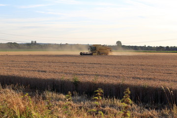 combine harvester working on wheat field