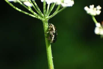 Käfer an Blume