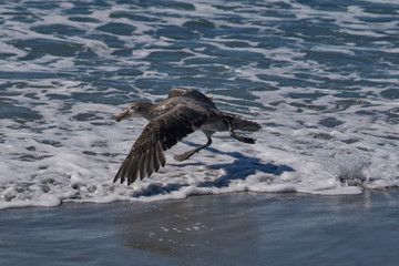 Southern Giant Petrel (Macronectes giganteus) taking off from the coast of Sea Lion Island in the Falkland Islands.