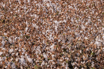Cotton fields with ripe cotton ready for harvesting.