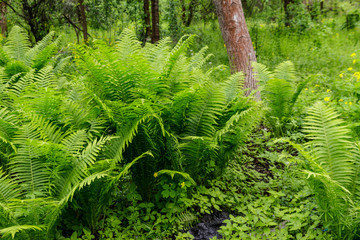 Green fern in a forest