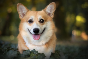 Corgi in forest