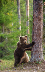 Obraz premium Brown bear cub stands on its hind legs. Scientific name: Ursus arctos. In the summer forest.
